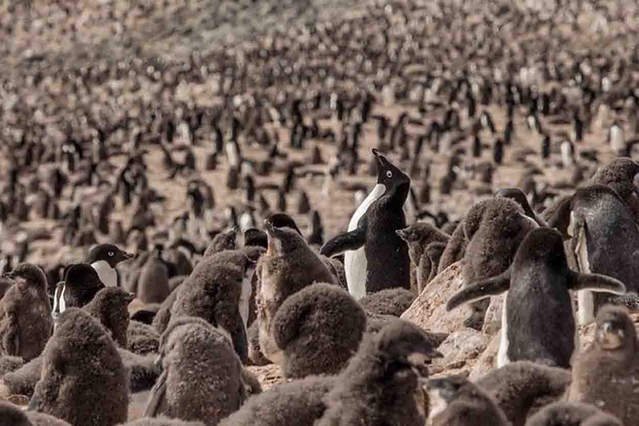 Refugio climático con más de 40.000 polluelos de pingüino de Adelaida / Foto: Tomás Munita - EP