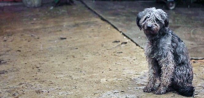 Un perro, animal de compañía por excelencia, solitario bajo la lluvia / Foto: FA - EP