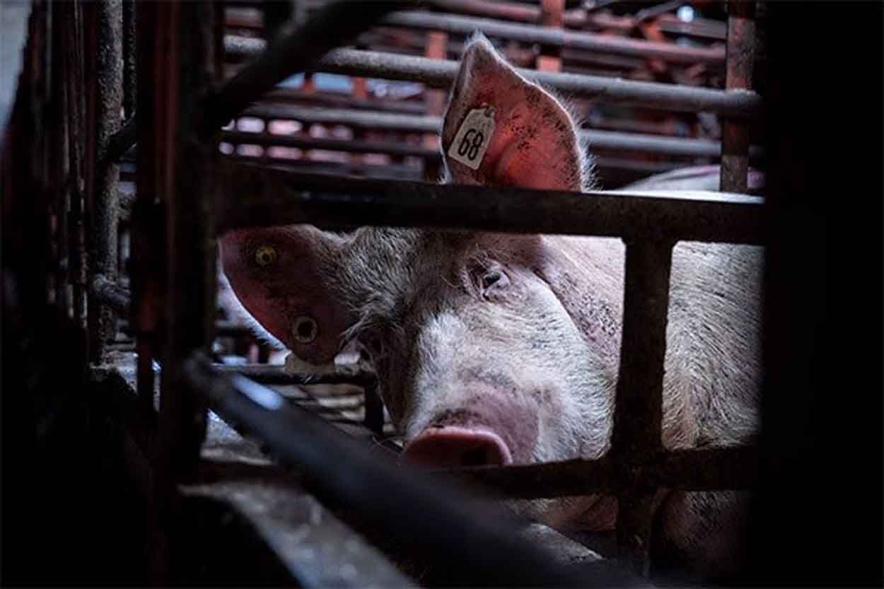 Cerdo en una macrogranja industrial. Fin de las subvenciones  / Foto: Igualdad Animal - EP