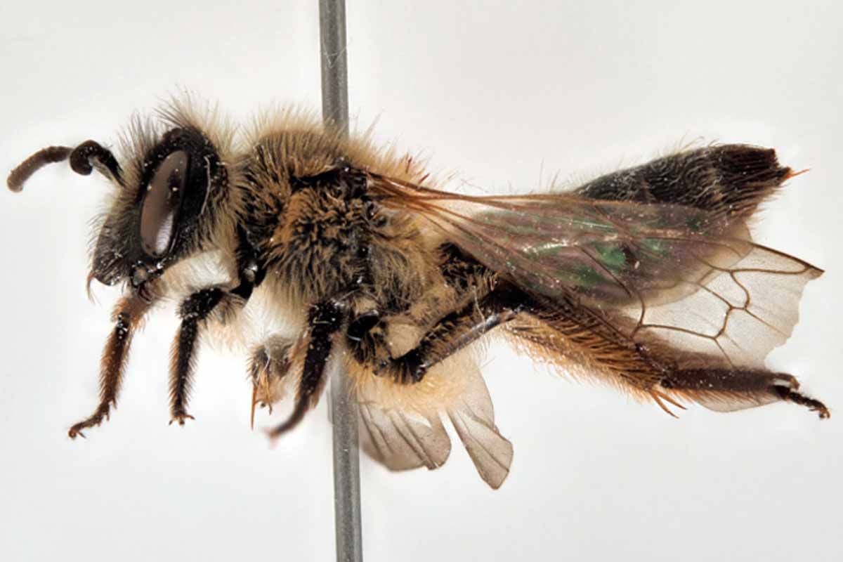 'Andrena ramosa', la nueva especie de abeja descubierta / Foto: Estación Biológica de Doñana – CSIC