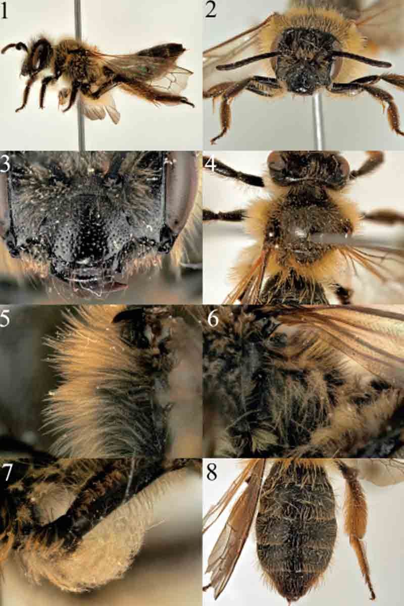 Figuras 1 a 8. Andrena ramosa sp. nov. hembra. 1, habitus en vista lateral. 2, cara. 3, detalle del clipeo. 4, escudo.5, episternum, visto desde atrás. 6, propodeal corbicula. 7, flóculo