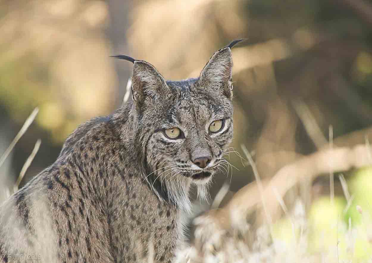 Sistema de detección remota evitará el atropello de linces / Foto: F. J. García - EP