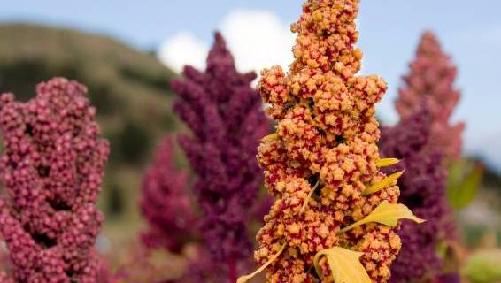 Ejemplar de la planta andina quinoa / Foto: Sayarikuna