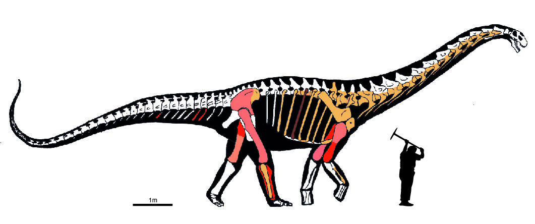 Silueta de 'Abditosaurus kuehnei'. El color rosa claro corresponde a fósiles excavados en el siglo pasado y que se han perdido / Imagen: Bernardo González Riga