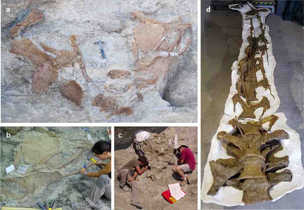 Imágenes de distintos restos fósiles de Abditosaurus kuehnei en el yacimiento de Orcau 1 (a), del proceso de excavación (b y c) y del cuello ya preparado (d)
