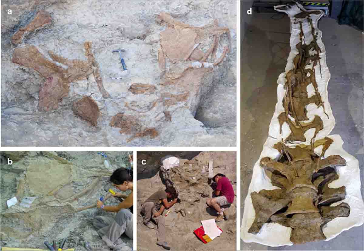 Imágenes de distintos restos fósiles de Abditosaurus kuehnei en el yacimiento de Orcau 1 (a), del proceso de excavación (b y c) y del cuello ya preparado (d) Imágenes de distintos restos fósiles de Abditosaurus kuehnei en el yacimiento de Orcau 1 (a), del proceso de excavación (b y c) y del cuello ya preparado (d)