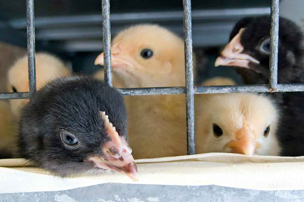 El país galo prohibirá el sacrificio masivo de pollitos macho / Foto: Pixabay