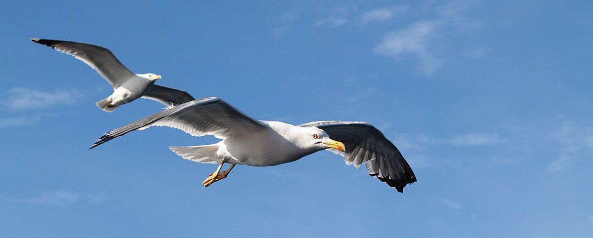 Gaviota patiamarilla ('Larus michahellis') de la población de gaviotas residente en Barcelona / Foto: Wikimedia Commons