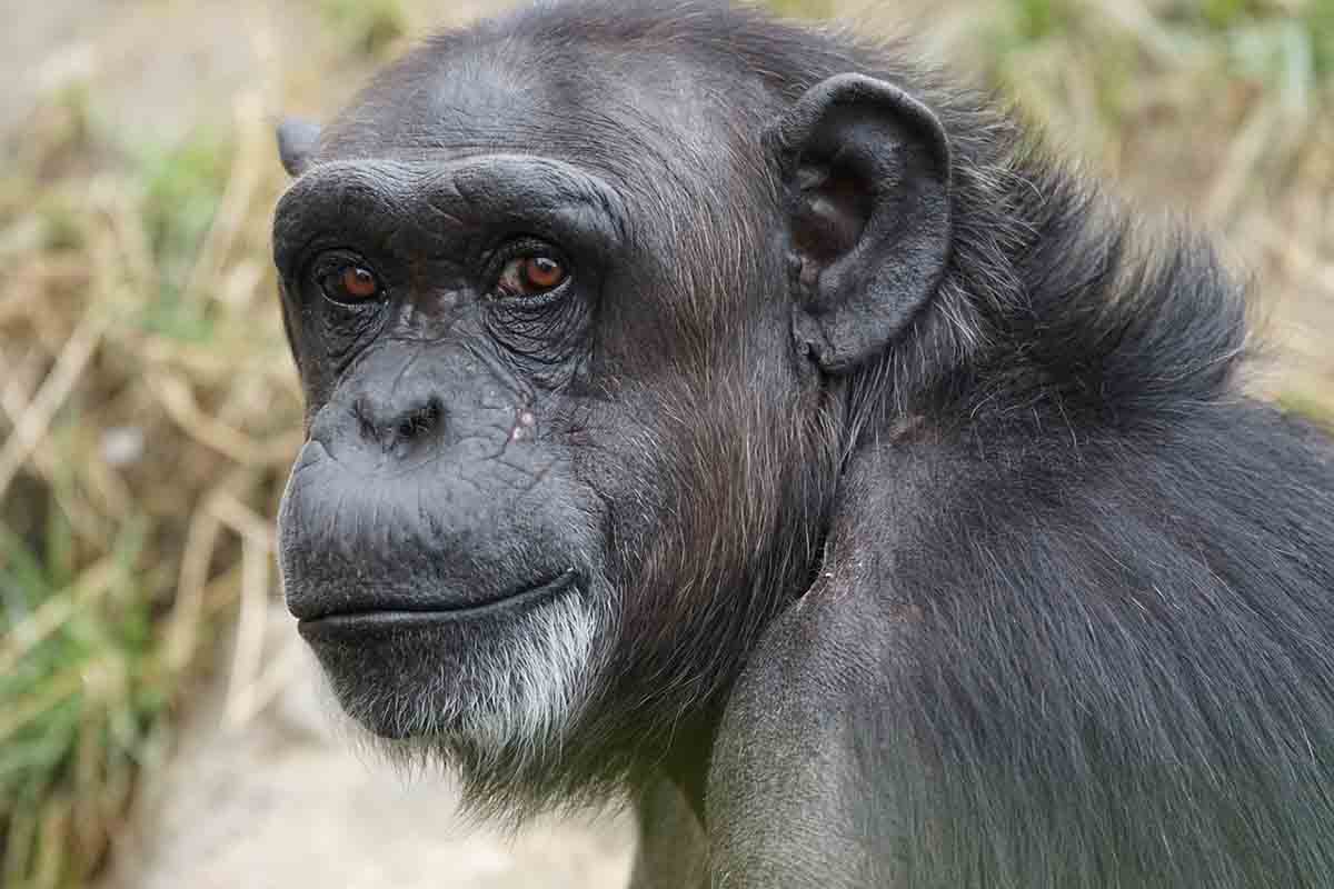 Los chimpancés aplican ungüentos en las heridas / Foto: Pixabay