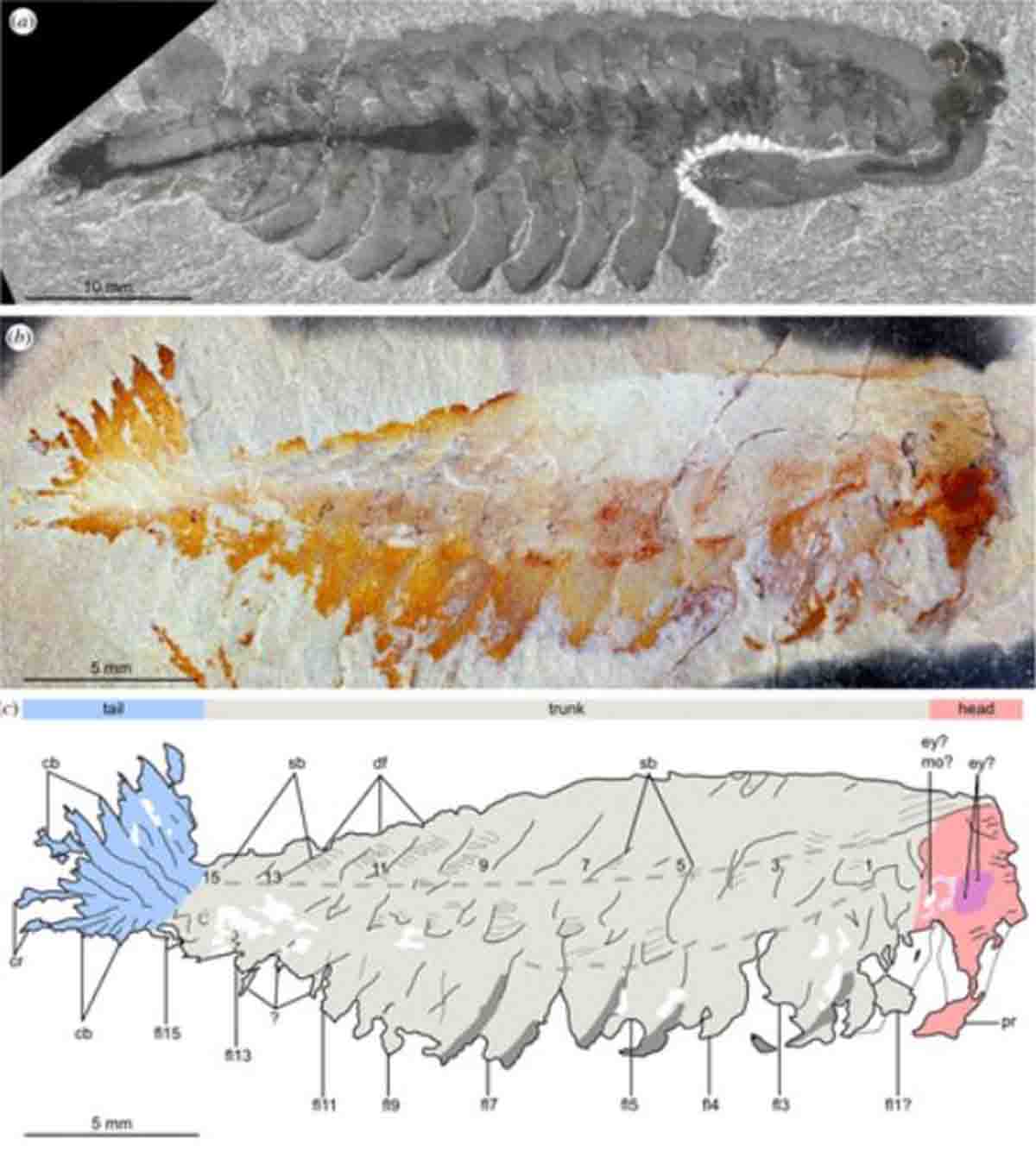 Comparación de Opabinia regalis Walcott, 1912 de Burgess Shale (Cámbrico Wuliuan), Columbia Británica, Canadá, y Utaurora comosa