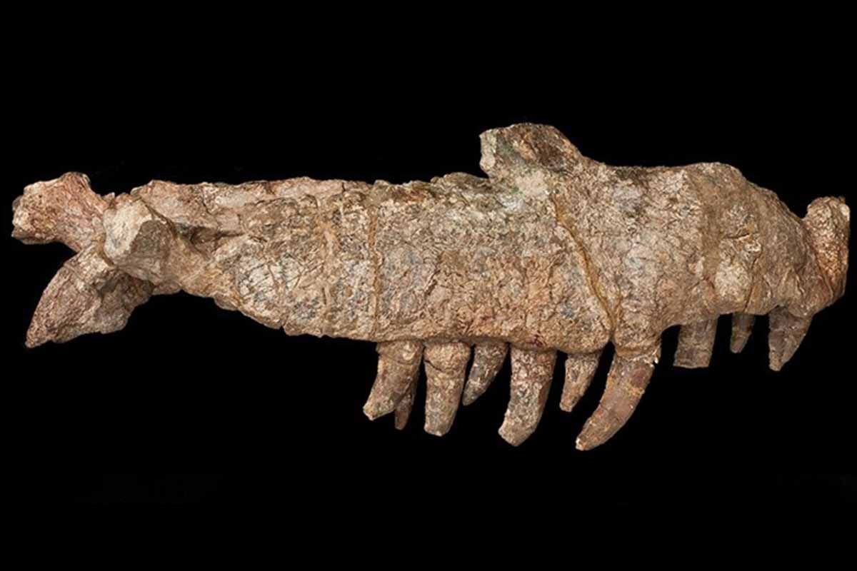 El arcosaurio tenía enormes dientes curvos y aserrados que habría usado para atacar a cualquier presa que pudiera rodear con sus mandíbulas / imagen: / Foto: NHM El arcosaurio tenía enormes dientes curvos y aserrados que habría usado para atacar a cualquier presa que pudiera rodear con sus mandíbulas / imagen: / Foto: NHM