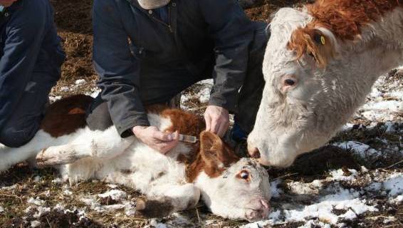 El uso masivo de antibióticos puede desarrollar "Superbacterias letales" / Foto: Susan H. Smith