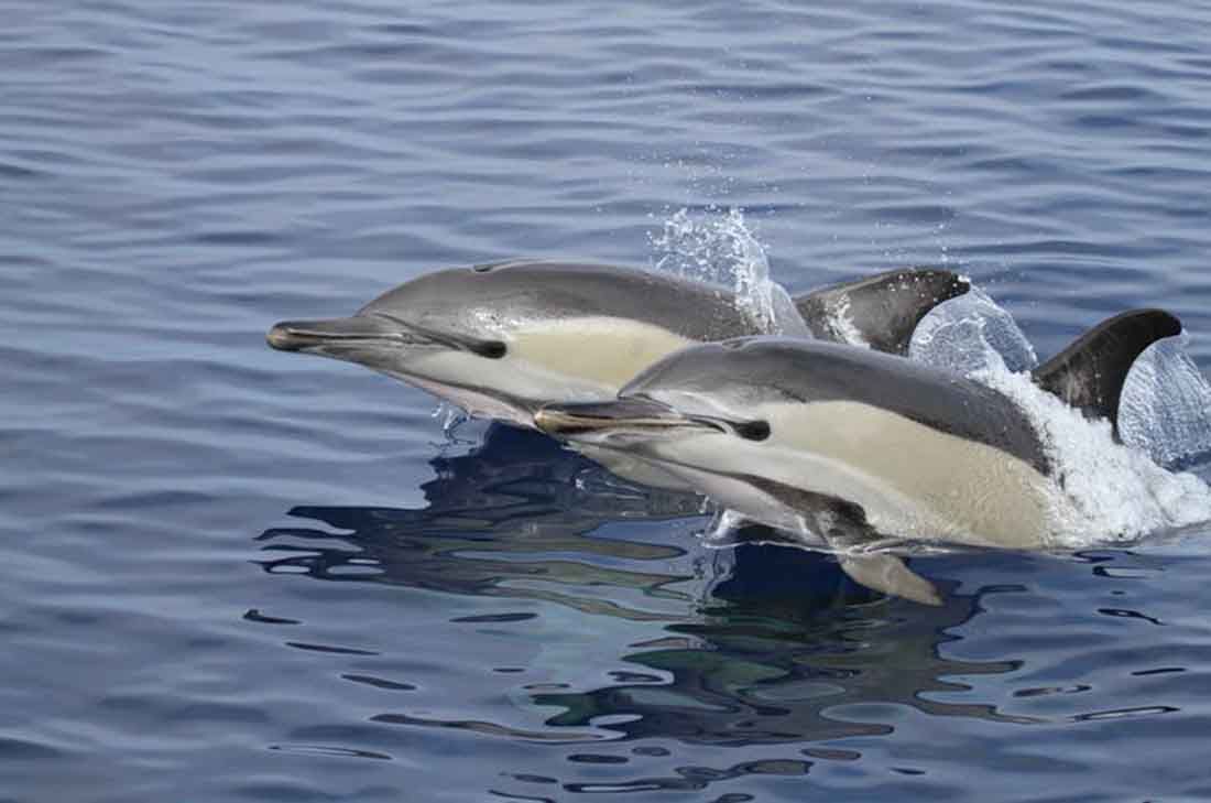 Delfin Común (‘Delphinus delphis’). ¿Quiénes son los vigilantes del mar? / Foto: Paloma Carrasco, @palodelmar, Author provided - The Conversation