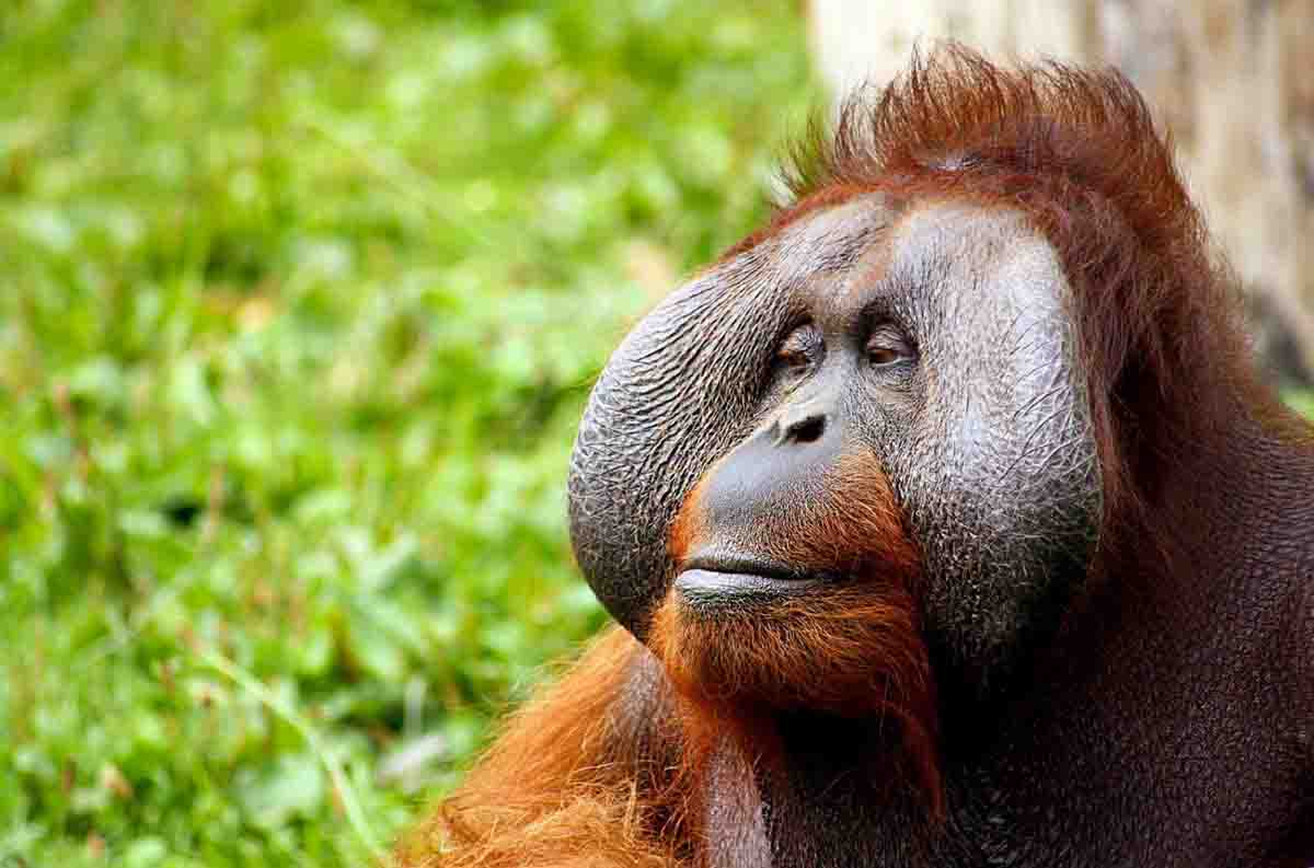 Un orangután macho. Los orangutanes usan piedras para cortar y golpear / Foto: Pixabay