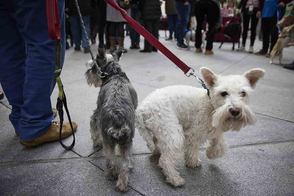 Ley de Protección Animal / Foto:  Jesús Hellín - EP