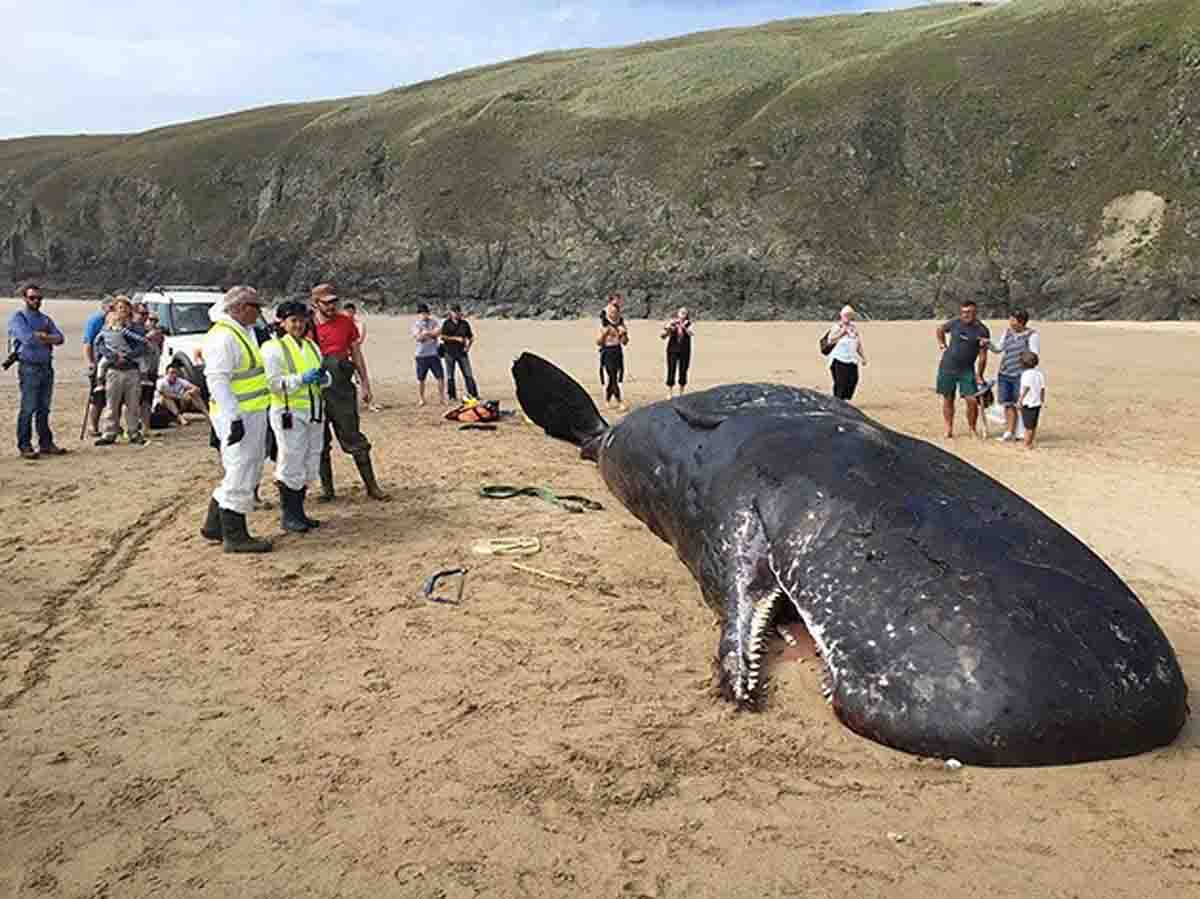 Cachalote varado en una playa. Beneficios de los cadáveres de cetáceos / Foto: EP