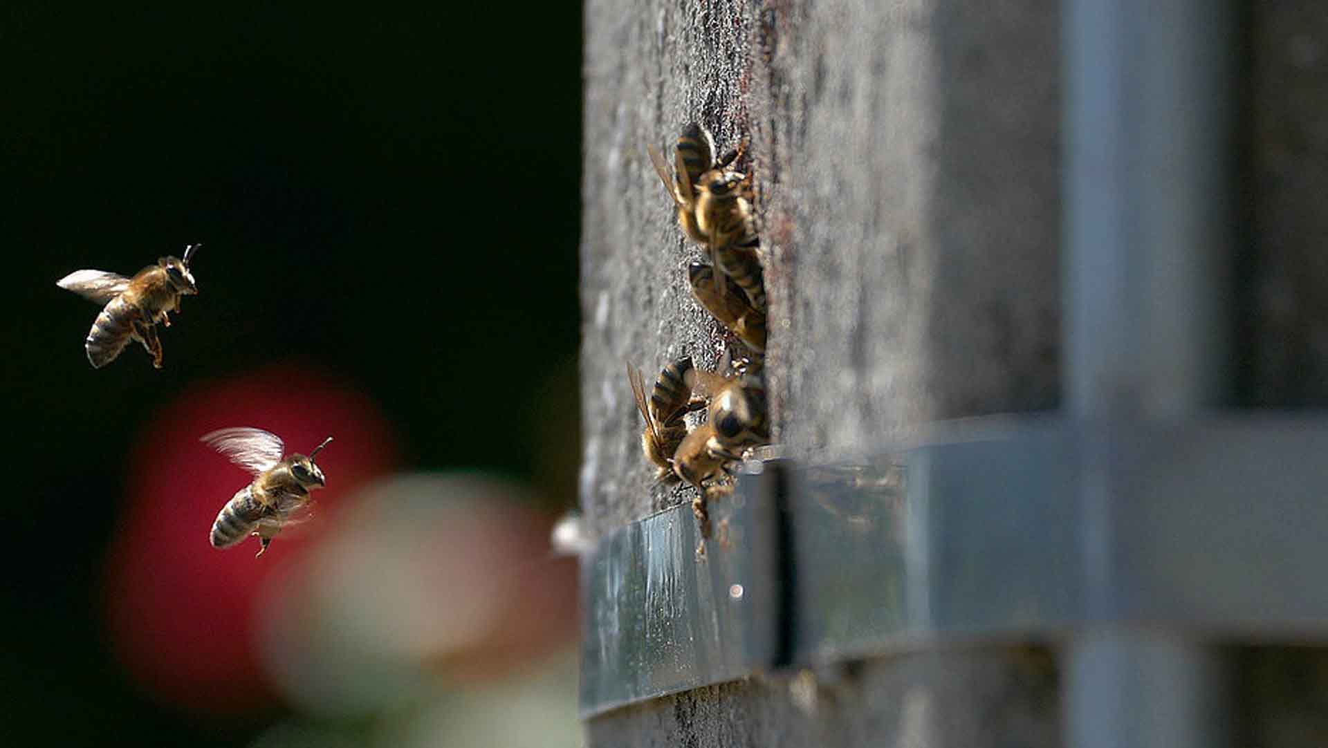 Las colonias de abejas también utilizan postes de electricidad huecos como nidos (aquí una foto de Bélgica) / Foto: EP