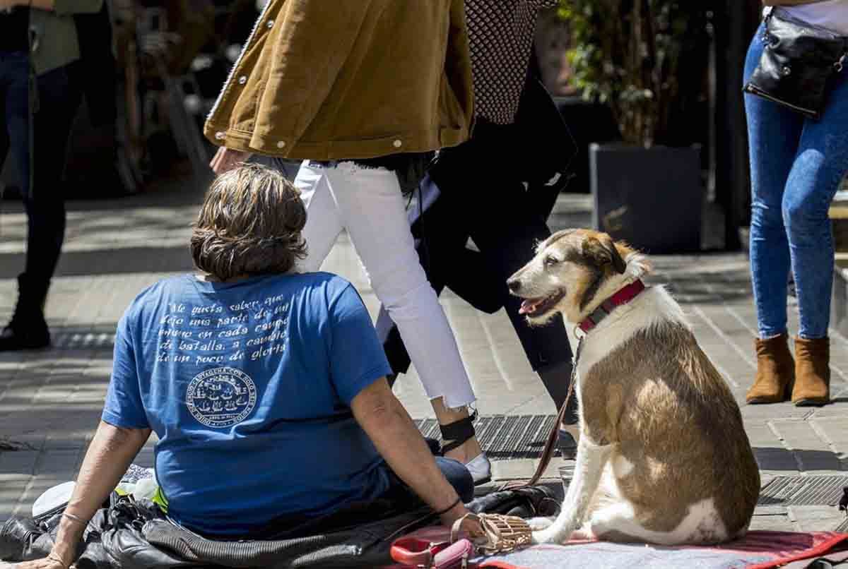 El 74% de las personas sin hogar considera a su perro su principal apoyo social según un estudio / Foto: EP