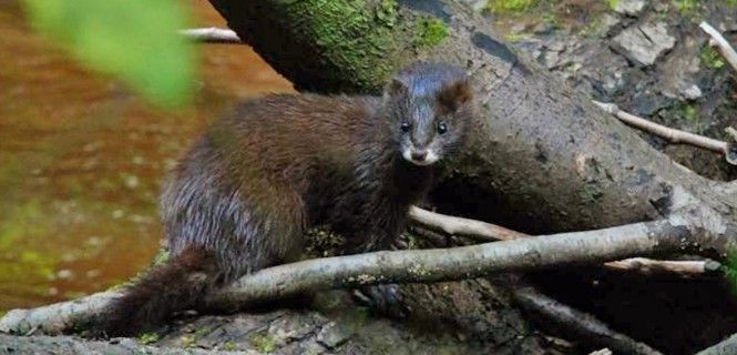 Ejemplar de visón europeo (Mustela lutreola) / Foto: WWF