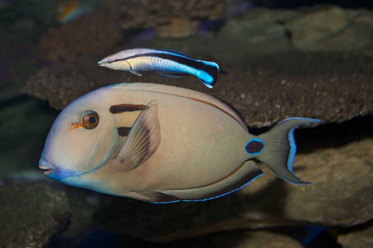 Un pez Labroides dimidiatus limpiando los parásitos de un pez cirujano / Foto: SINC