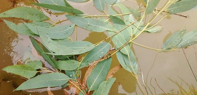 Hojas de eucalipto en el agua / Foto: Aingeru Martínez Gómez - UPV/EHU