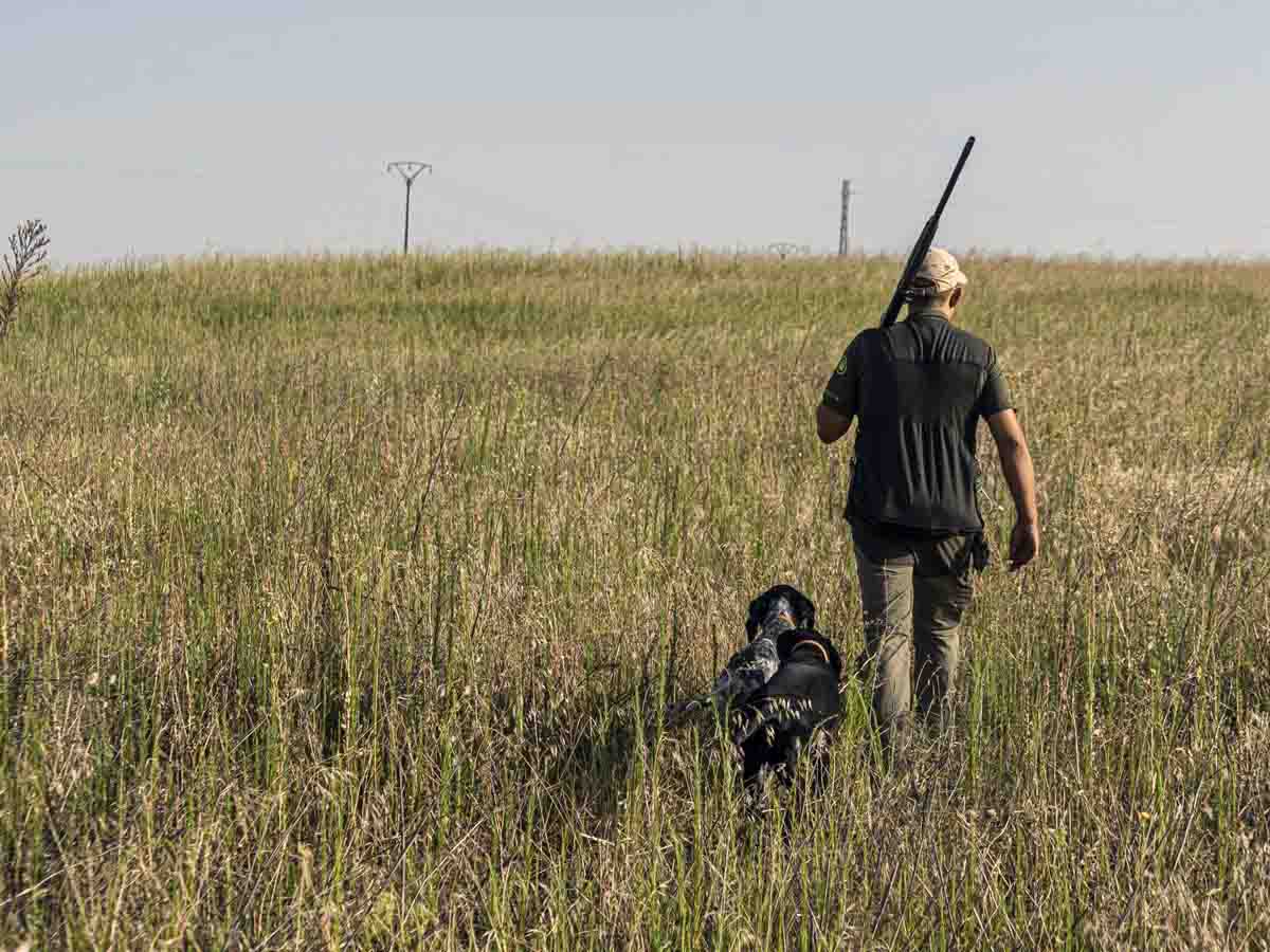 Un cazador camina junto a dos perros. Ley de bienestar animal / Foto: Archivo - EP