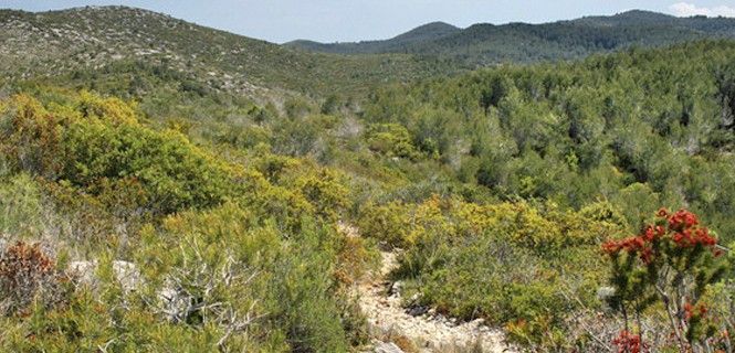 Matorral del Parque Natural del Garraf / Foto: Jorge Franganillo - SINC