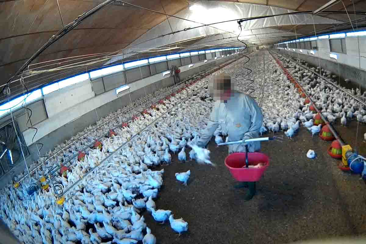 Un empleado de una de las mayores macrogranjas avícolas de Italia “mata a los pollos de forma totalmente ilegal” / Foto: AIA - Equalia