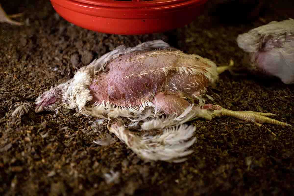 Un ejemplar de pollo de engorde muerto en la macrogranja de Verona / Foto: AIA - Equalia