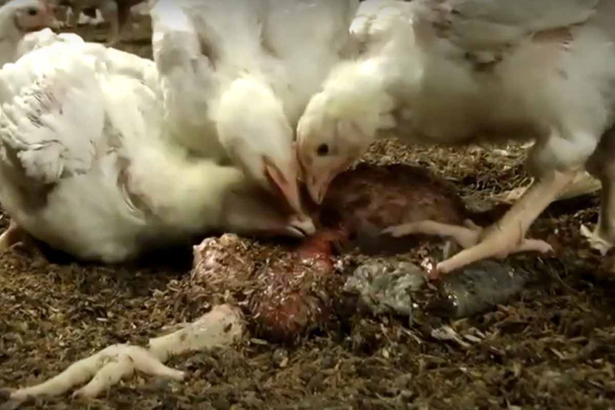 Frame del vídeo donde un ave muerta está siendo devorada por otros ejemplares de su misma especie / Imagen: AIA - Equalia
