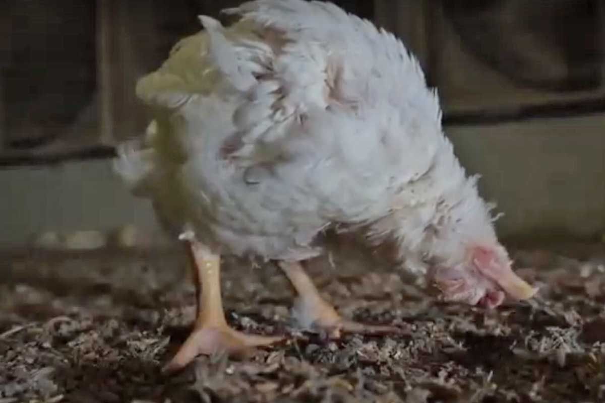 Una imagen del vídeo de denuncia de un ave incapaz de sostenerse el pie o con el cuello retorcido o roto / Imagen: AIA - Equalia