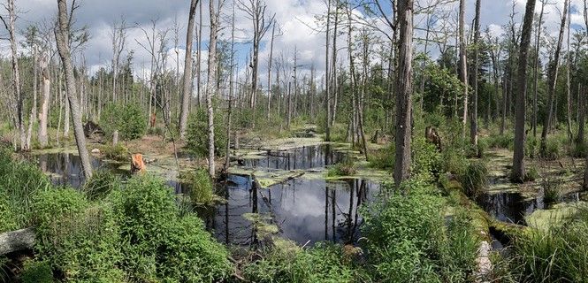 El bosque virgen de Bialowieza es uno de los más antiguos y mejor conservados de Europa / Foto: Robert Ziemi