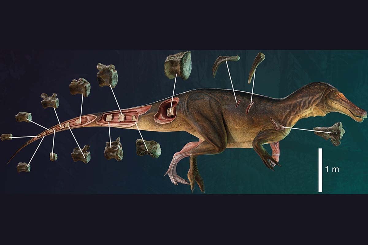 Reconstrucción del espinosaurio ibérico que muestra algunos de los huesos recuperados / Imagen: PLOS ONE - EP