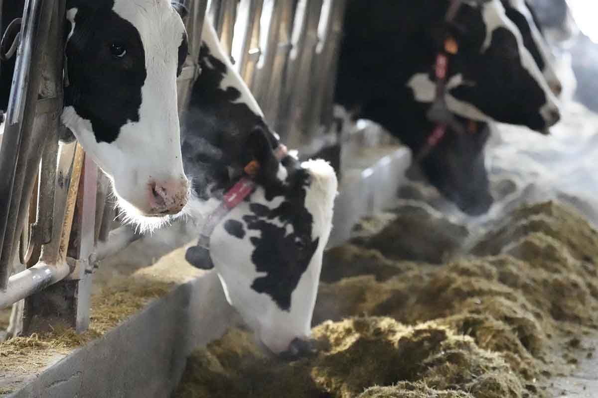 Aditivo para piensos que reducirá las emisiones de metano de las vacas / Foto: EP