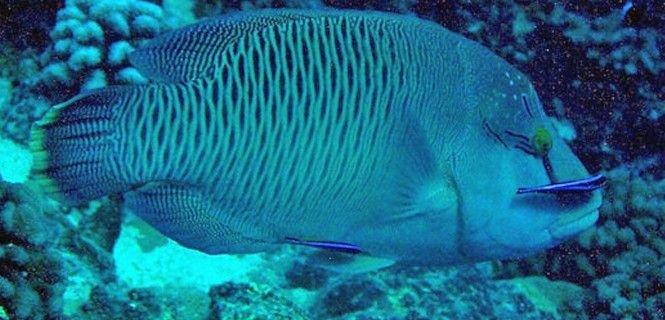 Ejemplar de pez limpiador Napoleón (Chelinus undulatus) / Foto:Suzanne Mills