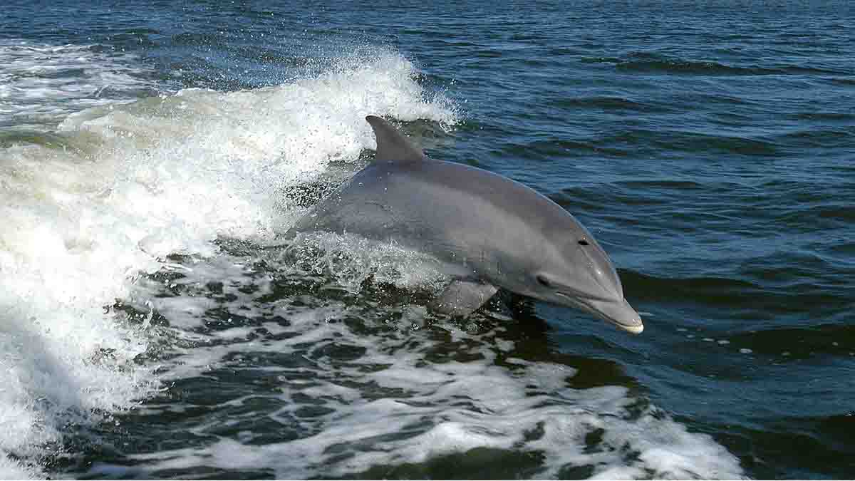 Delfín en área marina protegida.  Red Natura 2000 / Foto: Pixabay