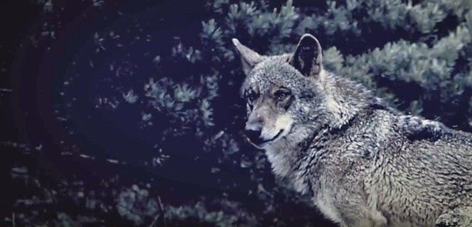 Ejemplar de 'Canis lupus signatus' / Fotograma: 'El hombre y el lobo' - Fundación Artemisan