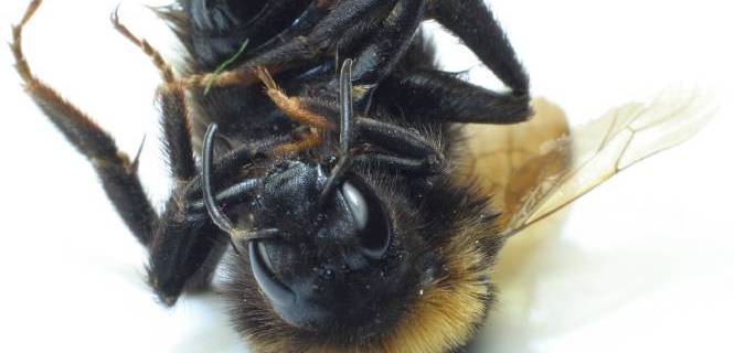 Reina de la variedad 'Bombus terrestris' que fue encontrada muerta / Foto: Steven Lewarne