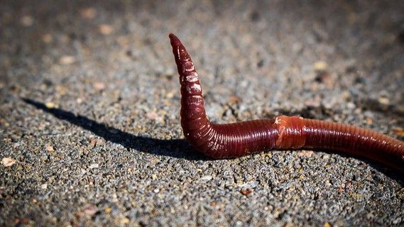 Ejemplar de lombriz / Foto: Worm Macro 