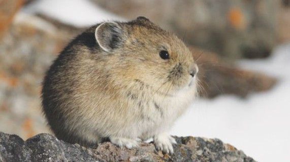 La pica americana pueden regular su temperatura corporal / Foto: J. Jacobson