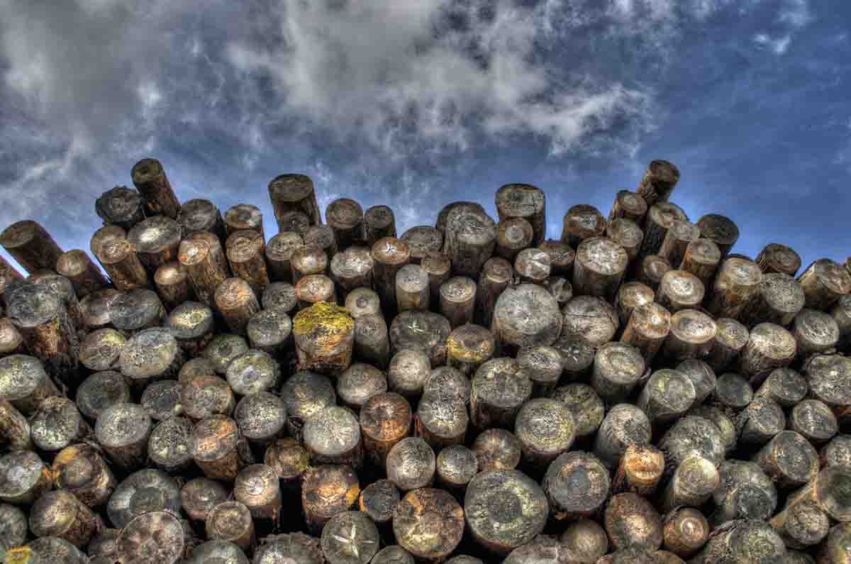 Deforestación importada en la UE / Foto: Pixabay