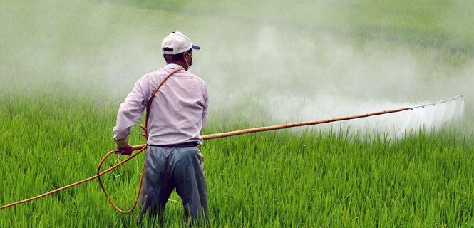 Un agricultor aplica herbicida en una plantación de arroz / Foto: Wuzef E.
