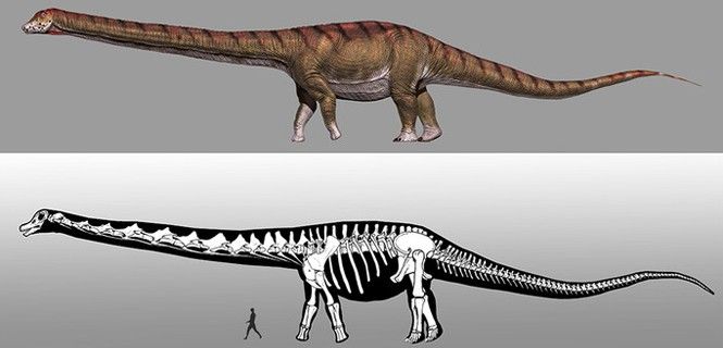 Reconstrucción de Patagotitan mayorum / Imagen: Jorge González