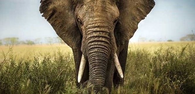 Ejemplar de elefántido africano / Foto: Lara Zanarini - WWF