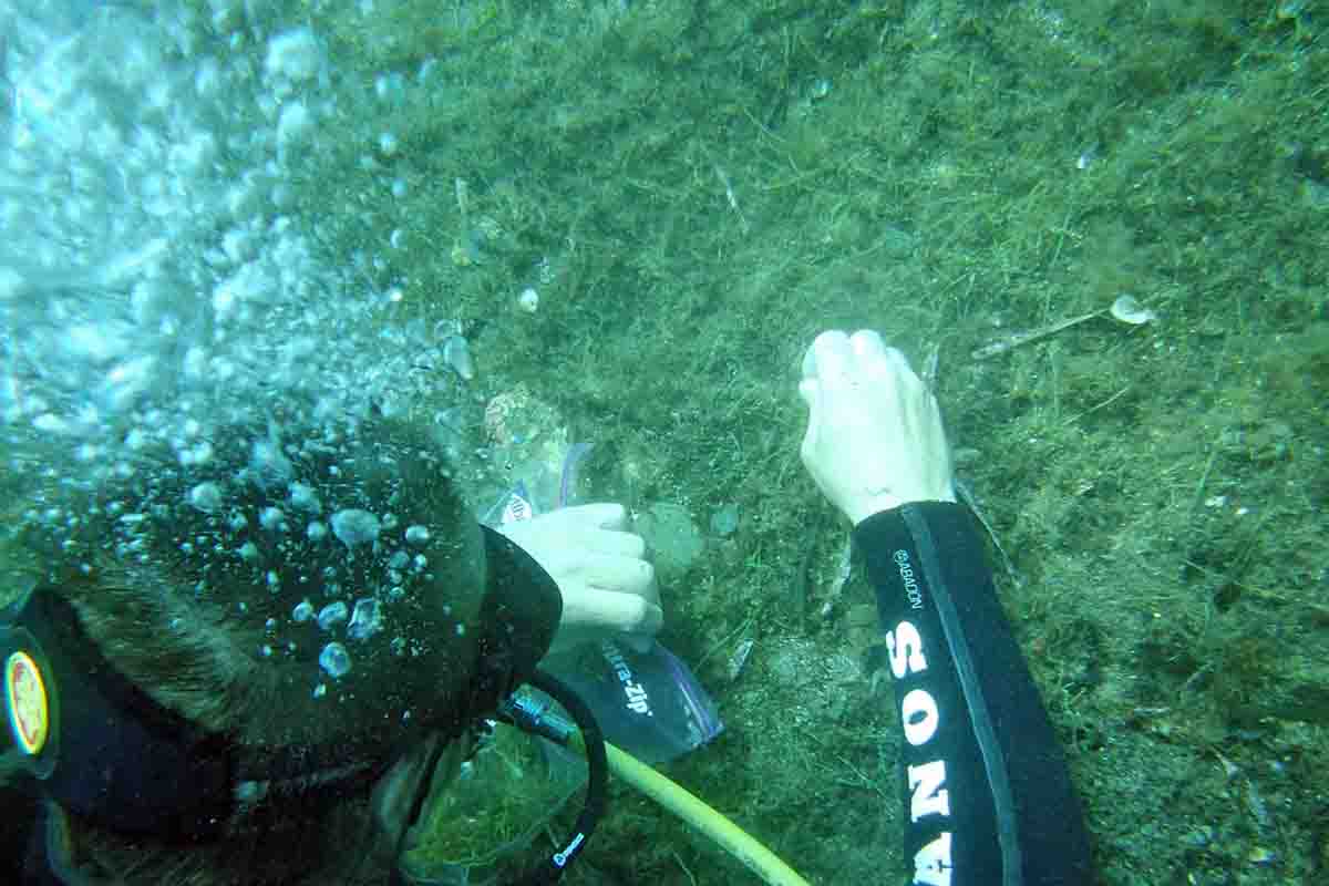 Un buzo extrae manualmente la planta exótica invasora 'Caulerpa cylindracea' en el fondo marino / Foto: Jose Mercado - Promar - EA