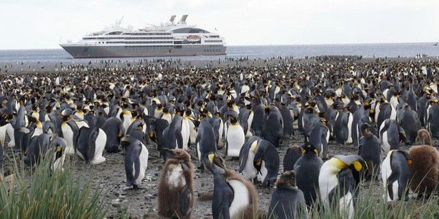 Aglomeración de pingüinos frente a un crucero / Foto: PB