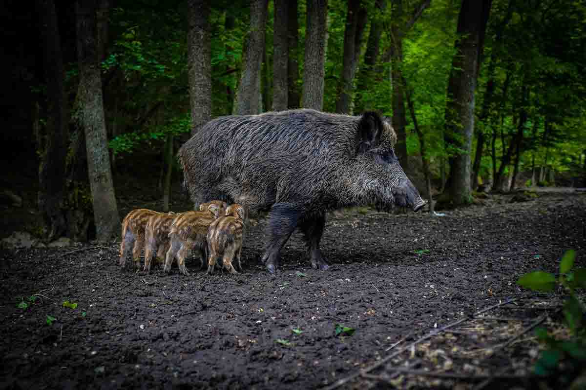 Catalunya destina diez millones de euros a controlar las poblaciones de jabalíes / Foto: Pixabay