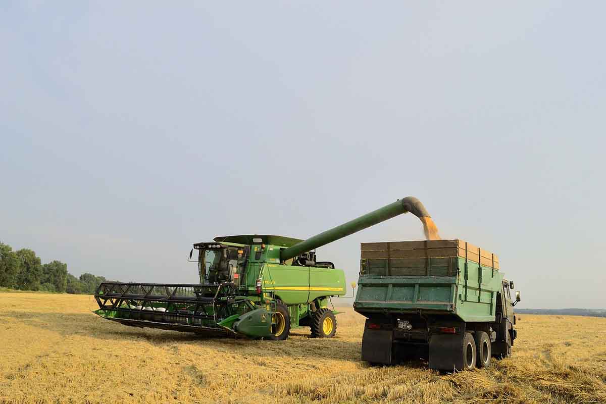 Cosecha de trigo en Ucrania. Cómo afecta a África la invasión de Ucrania / Foto: Pixabay