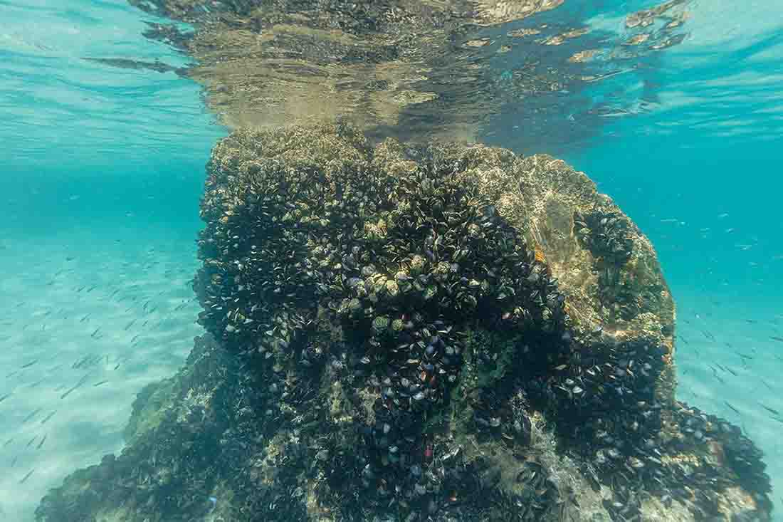 Mejillones adheridos a las rocas / Foto: Wikipedia