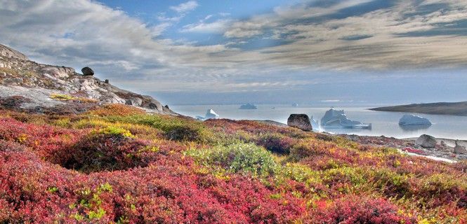 Vegetación de la tundra en Sydkap, Groenlandia / Foto: Hannes Grobe 